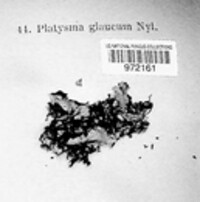 Platismatia glauca image